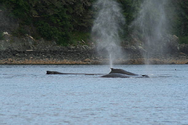 Whales Blowing Water stock photo