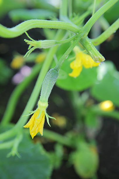 istock little cucumber with flower 92056173