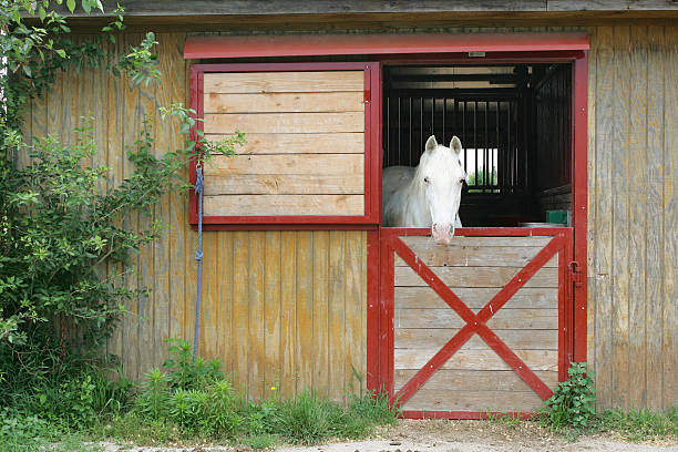 White horse in barn stock photo