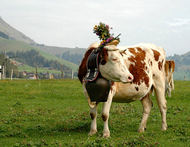 heureux de vache - chateau doex photos et images de collection