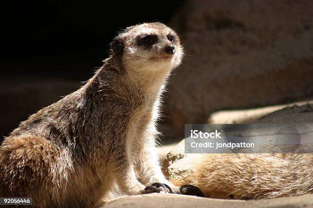 Erdmännchen Stockfoto und mehr Bilder von Afrika - Afrika, Bau, Entdeckung