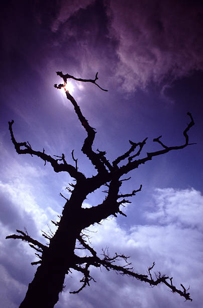 istock Creepy tree Silhouetted against the sun 92056461