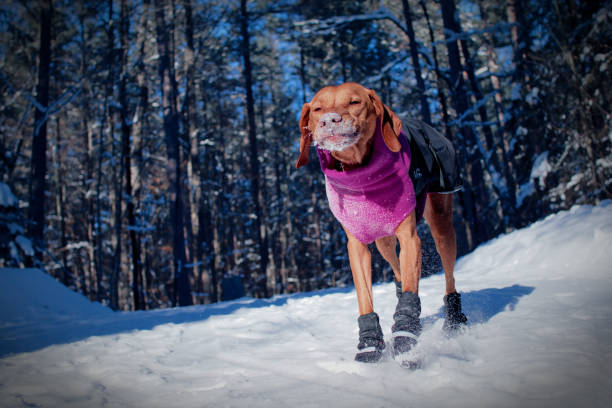 Happy Vizsla Hiking in Snow Suit stock photo