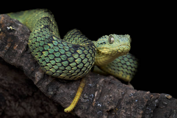 istock Male Juvenile Bush Viper displaying Yellow Tail 920581426