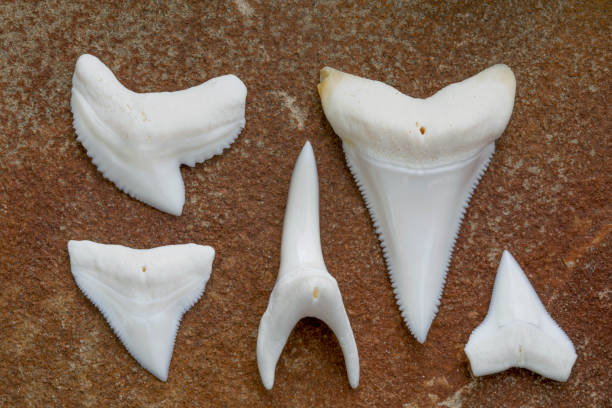 dientes de tiburón moderno (vista lingual); tiburón tigre, tiburón blanco, tiburón, tiburón mako, tiburón oceánico de punta blanca bull - lingual fotografías e imágenes de stock