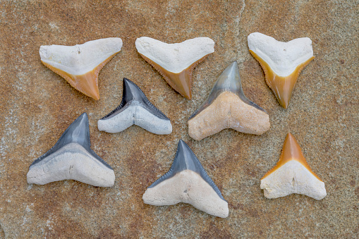 Colorful Bone Valley Bull Shark and Dusky Shark Fossil Teeth