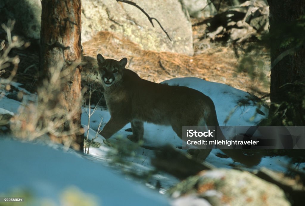 Wild mountain lion walking snowy Three Sisters Park Evergreen Colorado Rocky Mountains Silently stalking, a wild mountain lion shows his canine teeth while walking in the snowy shadows of the pine tree forests of Three Sisters Park in the Rocky Mountains of Evergreen Colorado. Mountain Lion Stock Photo