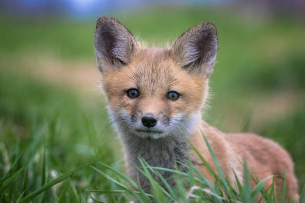 volpe rossa - animal mammal outdoors red fox foto e immagini stock