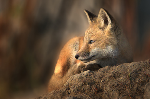 Baby fox in early morning light