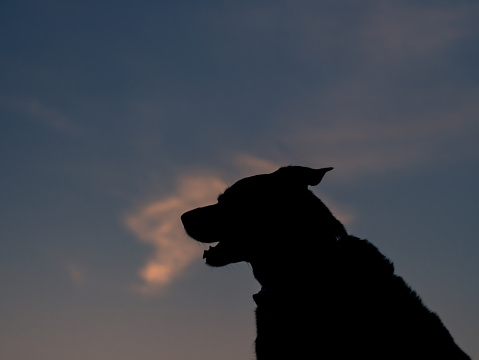 Silhouette of a dog against sky during sunset.