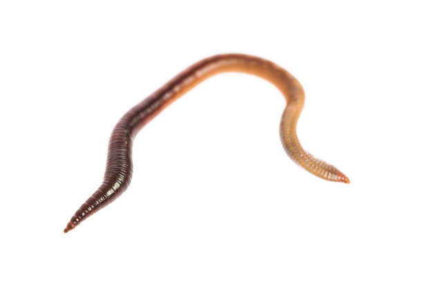 istock Living earthworm isolated on white background 920591178