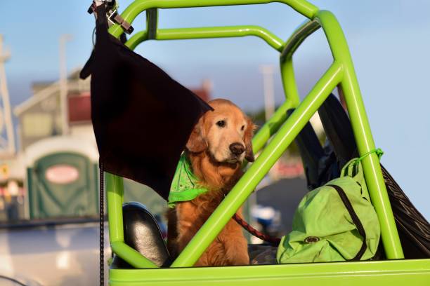 istock Golden Retriever Traveling 920593664