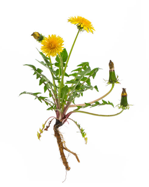 healing plants: Dandelion (Taraxacum officinale) - whole plant on white background real healing plants from my own garden in austria dandelion root stock pictures, royalty-free photos & images