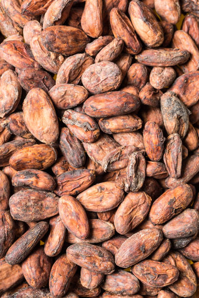 istock surface of unroasted cocoa beans 920596522
