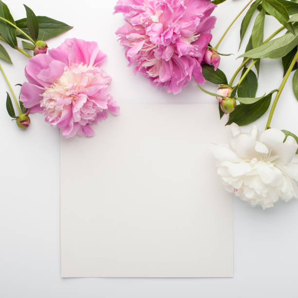 istock Beautiful fresh pink and white peonies with paper card note on white background. 920596726