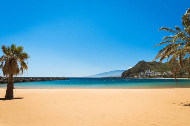 istock palm trees Playa las Teresitas Beach, Tenerife 920597224