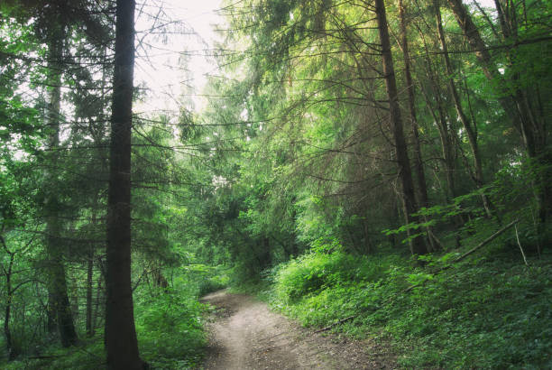 istock The road through the mysterious Russian forest 920597570