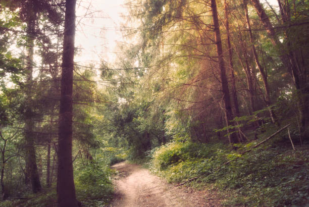 istock The road through the mysterious Russian forest 920597670