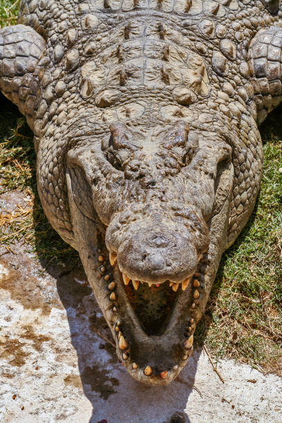 Nile crocodiles of Madagascar in his natural environment