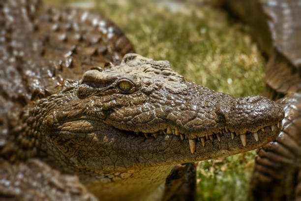 istock Nile crocodile of Madagascar 920599678