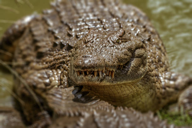 istock Nile crocodile of Madagascar 920599696