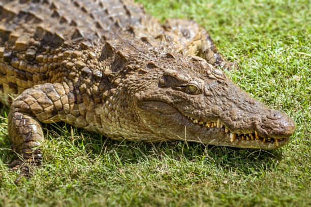 istock Nile crocodile of Madagascar 920599698