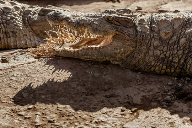 istock Nile crocodiles of Madagascar 920599770