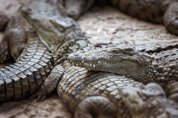 istock Nile crocodiles of Madagascar 920599780