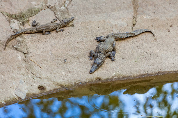 istock Nile crocodiles of Madagascar 920599784