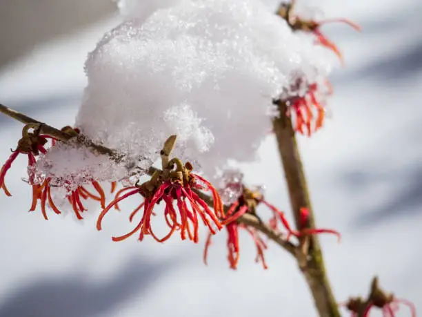 Winter blossom of witch-hazel