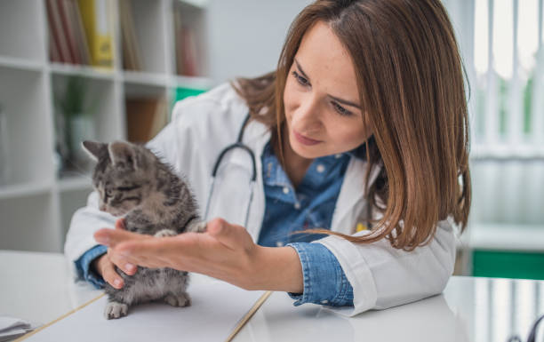 istock Animal hospital 920600286