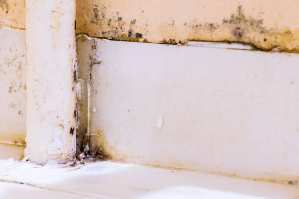 istock Black fungus on the plastic tubes 920600396