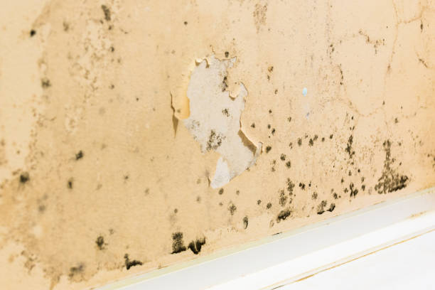 istock Black fungus on the walls 920602642