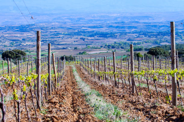 istock Vineyard at Rioja, in the spring. Spain 920603642