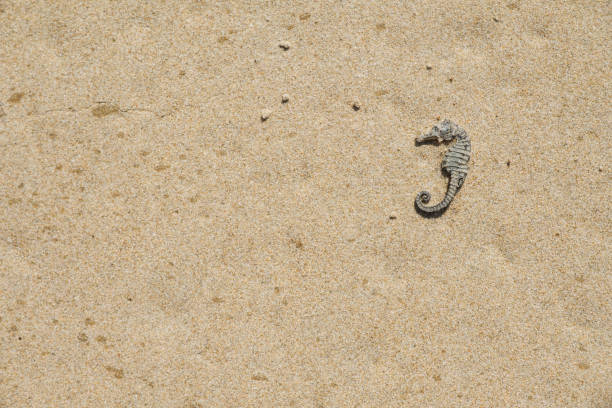 A dried seahorse on the sand on sea