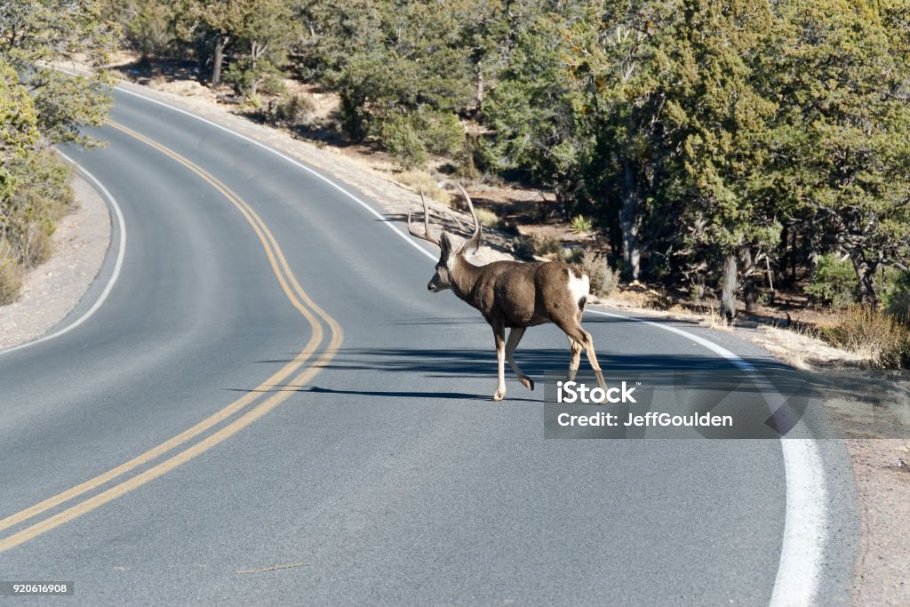 Mule Deer Crossing the Road Mule Deer are crossing the road near Hermit's Rest in Grand Canyon National Park, Arizona, USA. Mule Deer Stock Photo