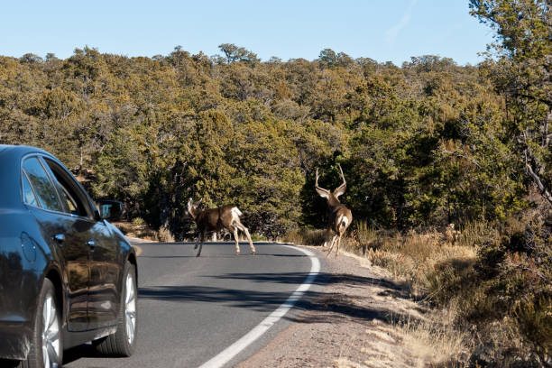 istock Mule Deer Crossing the Road 920617022