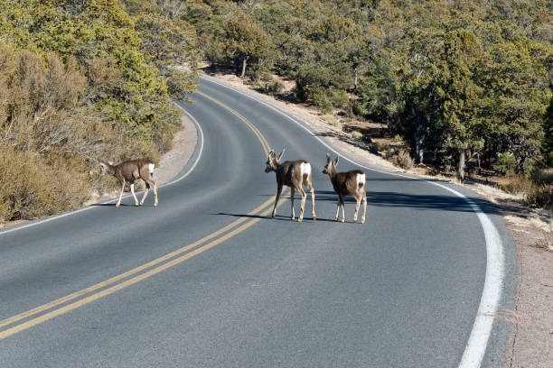 Mule Deer Crossing the Road Mule Deer are crossing the road near Hermit's Rest in Grand Canyon National Park, Arizona, USA. jeff goulden grand canyon national park stock pictures, royalty-free photos & images