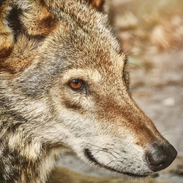 istock Portrait of The Wolf 920631762