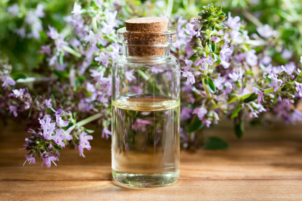 istock A bottle of thymus serpyllum (creeping thyme) essential oil with fresh blooming thymus serpyllum 920637194
