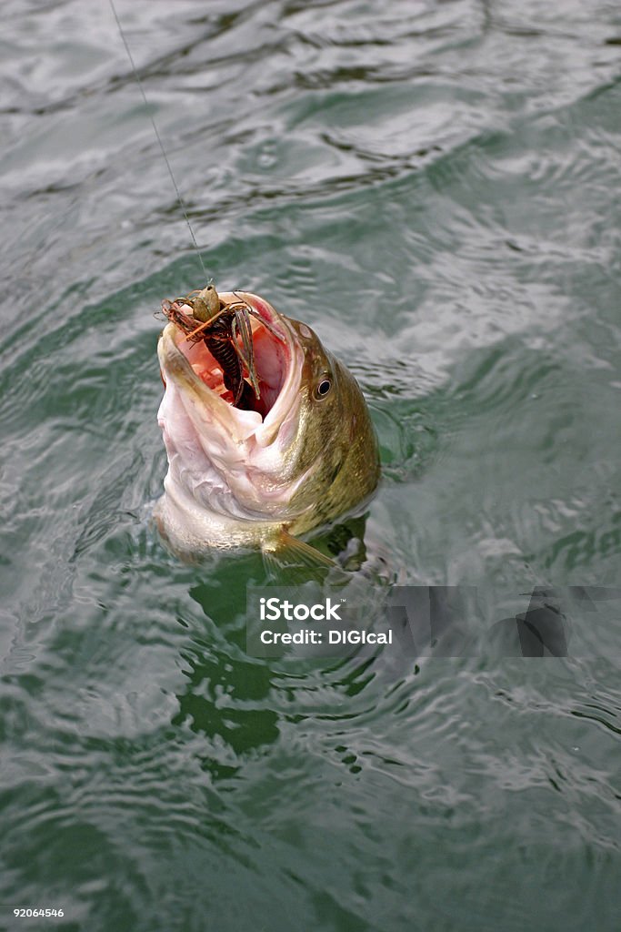 bass de pesca - Foto de stock de Color - Tipo de imagen libre de derechos