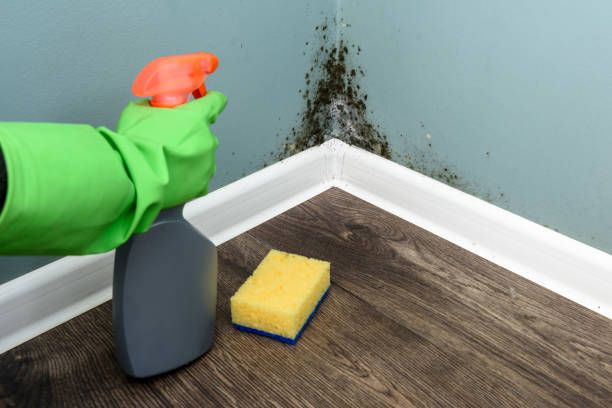 istock Spray bottle and sponge near black mould wall 920645914