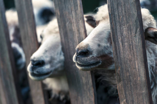 istock Herd of sheeps closeup 920646174