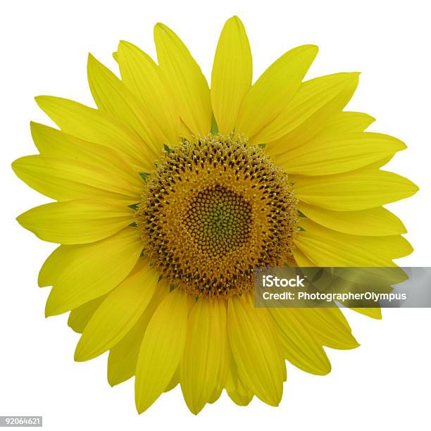 Einzelne Sonnenblume Auf Weißem Hintergrund Stockfoto und mehr Bilder von Baumblüte - Baumblüte, Blatt - Pflanzenbestandteile, Blau