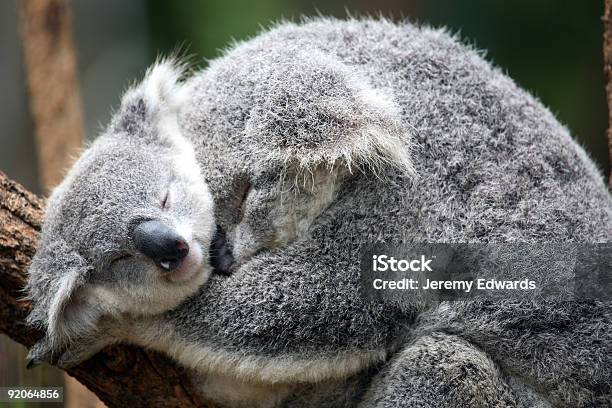 Coala - Fotografias de stock e mais imagens de Abraçar - Abraçar, Animal, Animal selvagem