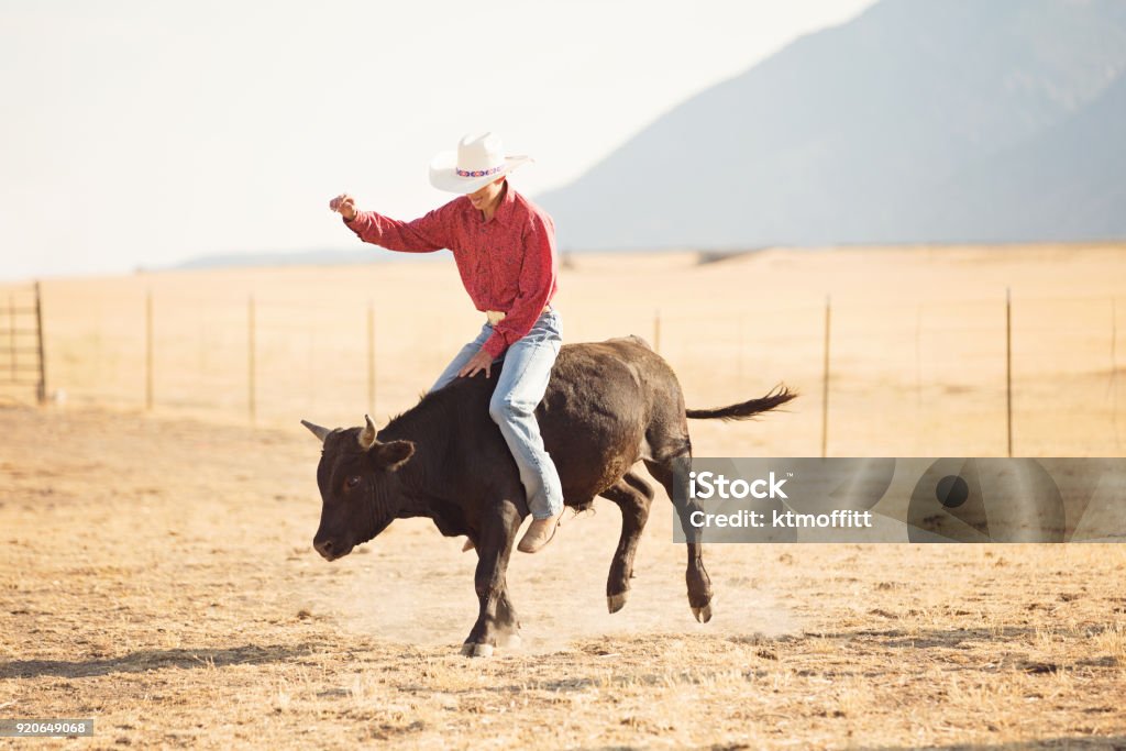 Cowboy Rides Cow Young Cowboy Riding A Steer On A Ranch In Utah Stock Photo - Download ...