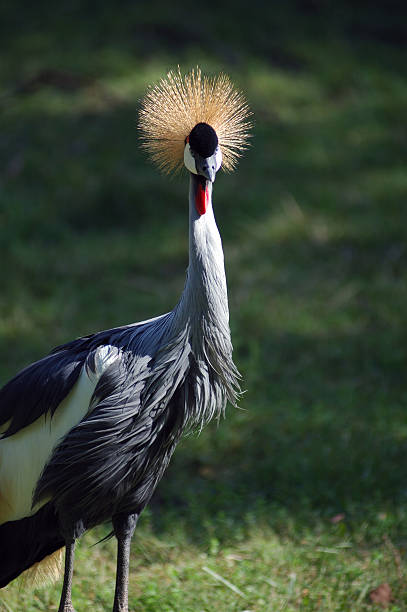 istock East African crowned crane 92064907