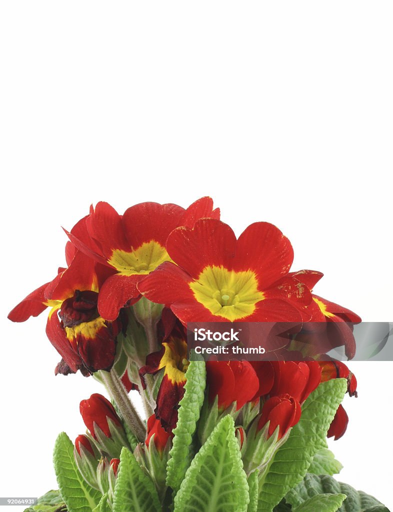 Belas flores em fundo branco vivo - Foto de stock de Beleza royalty-free