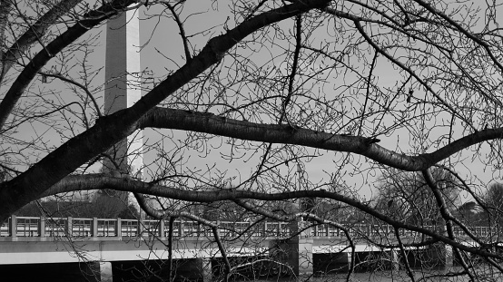 Black and White Partial View of the Washington Monument through the trees in Washington DC