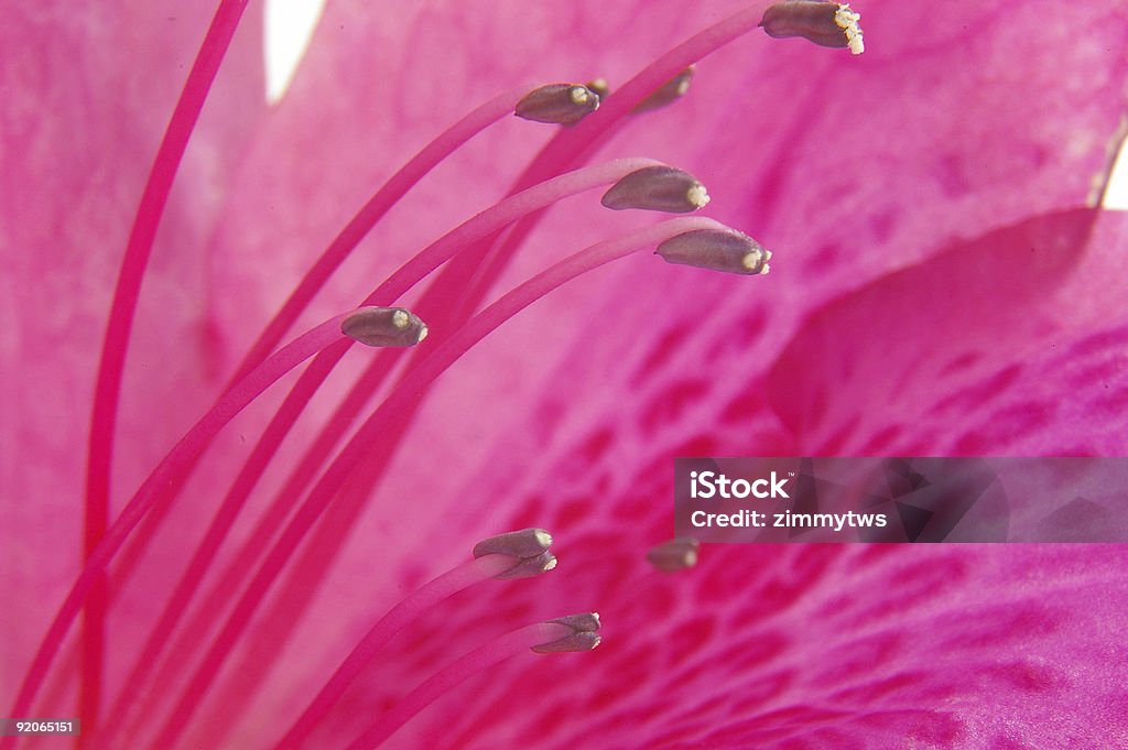 Pink Schönheit - Lizenzfrei Baumblüte Stock-Foto